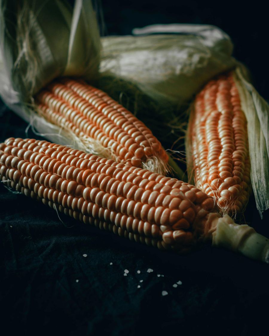 Freshly harvested maize